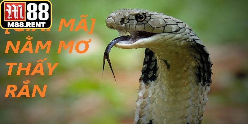 Nằm mơ thấy rắn thường là phản xạ của tiềm thức