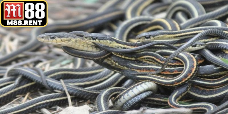 Làm gì khi nằm mơ thấy rắn đang vây quanh mình?
